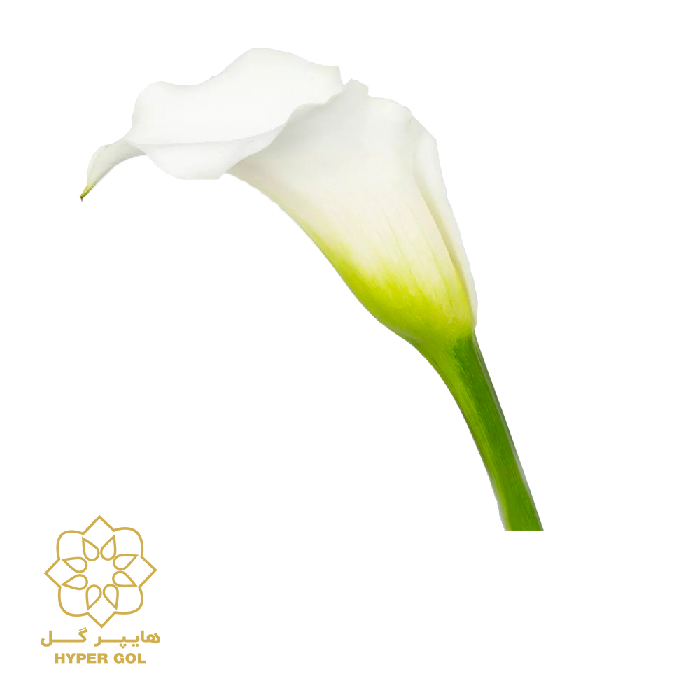 شاخه گل شیپوری سفید کد 1407
