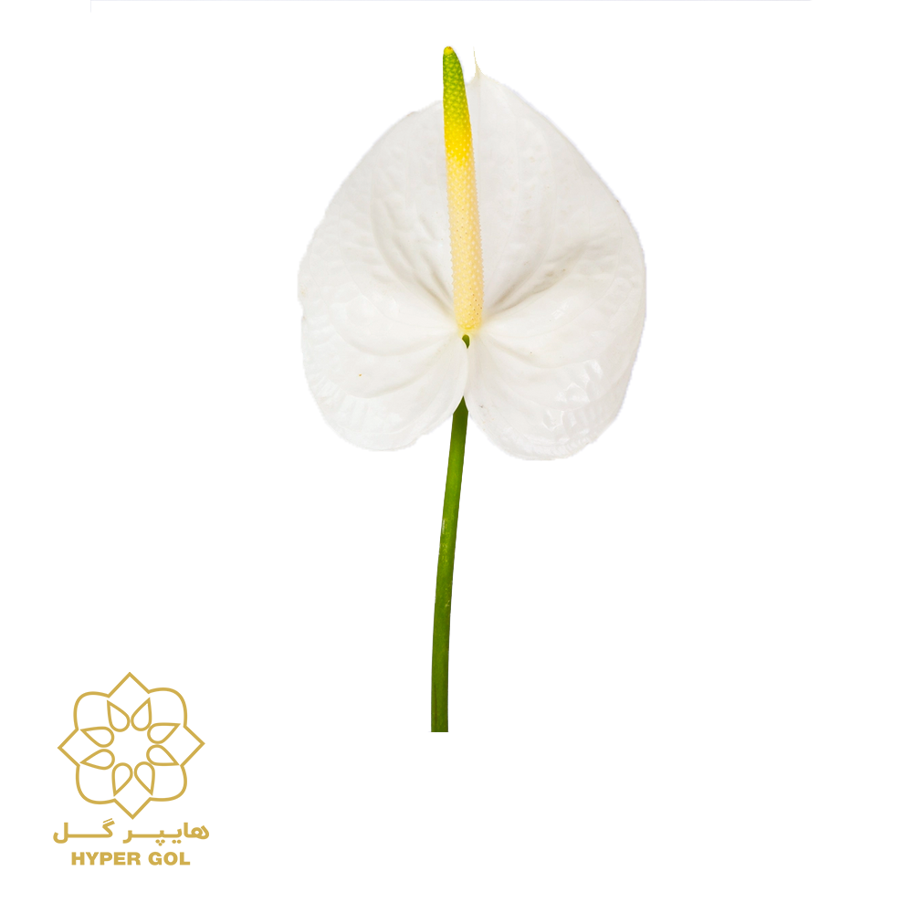 شاخه گل آنتوریوم سفید کد 1401