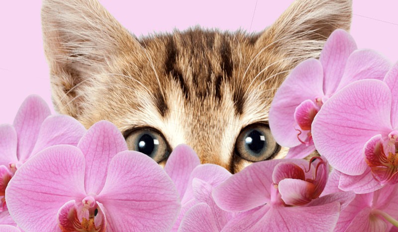 آیا گل ارکیده برای گربه‌ها (حیوانات خانگی) سمی است؟